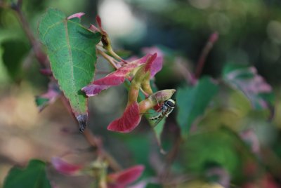 Acer crataegifolium 'Veitchii' - javor hloholistý 'Veitchii' - větévka s plodenstvím (2)